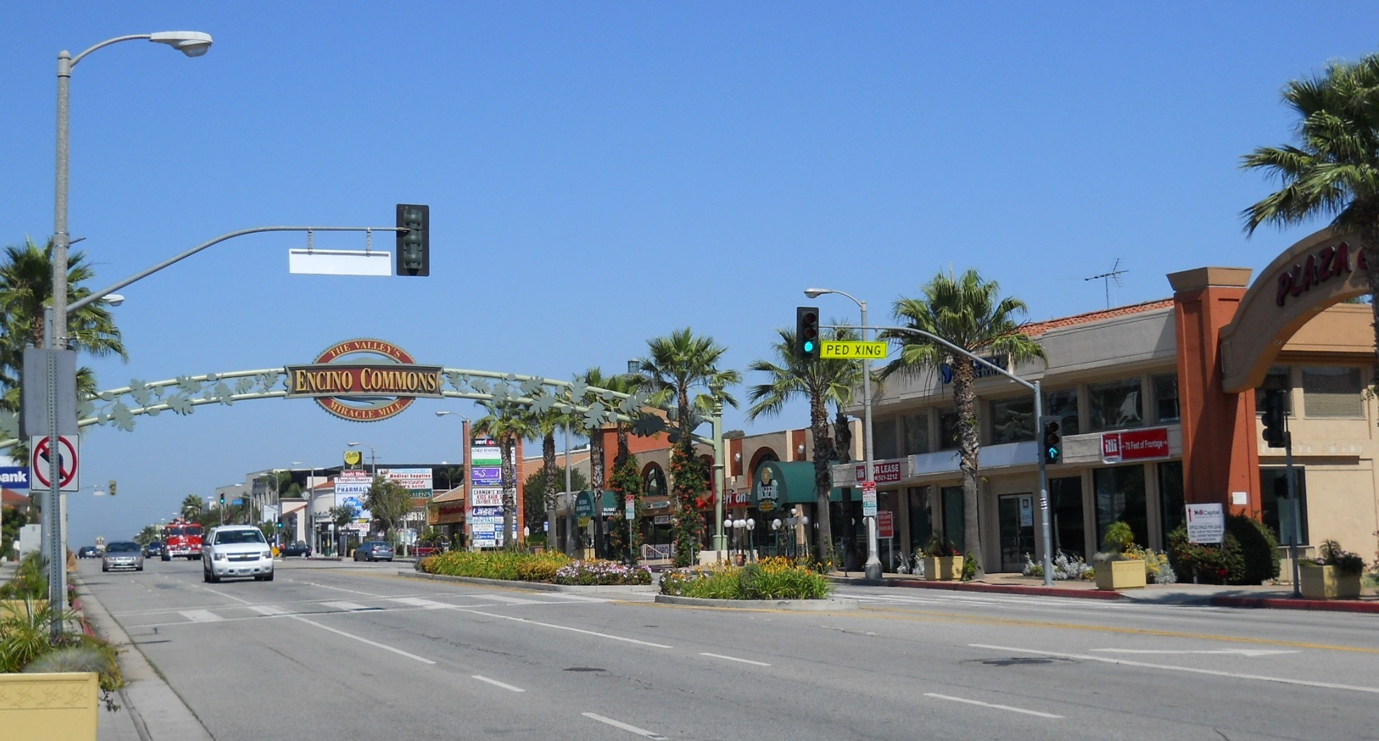Encino — illustration