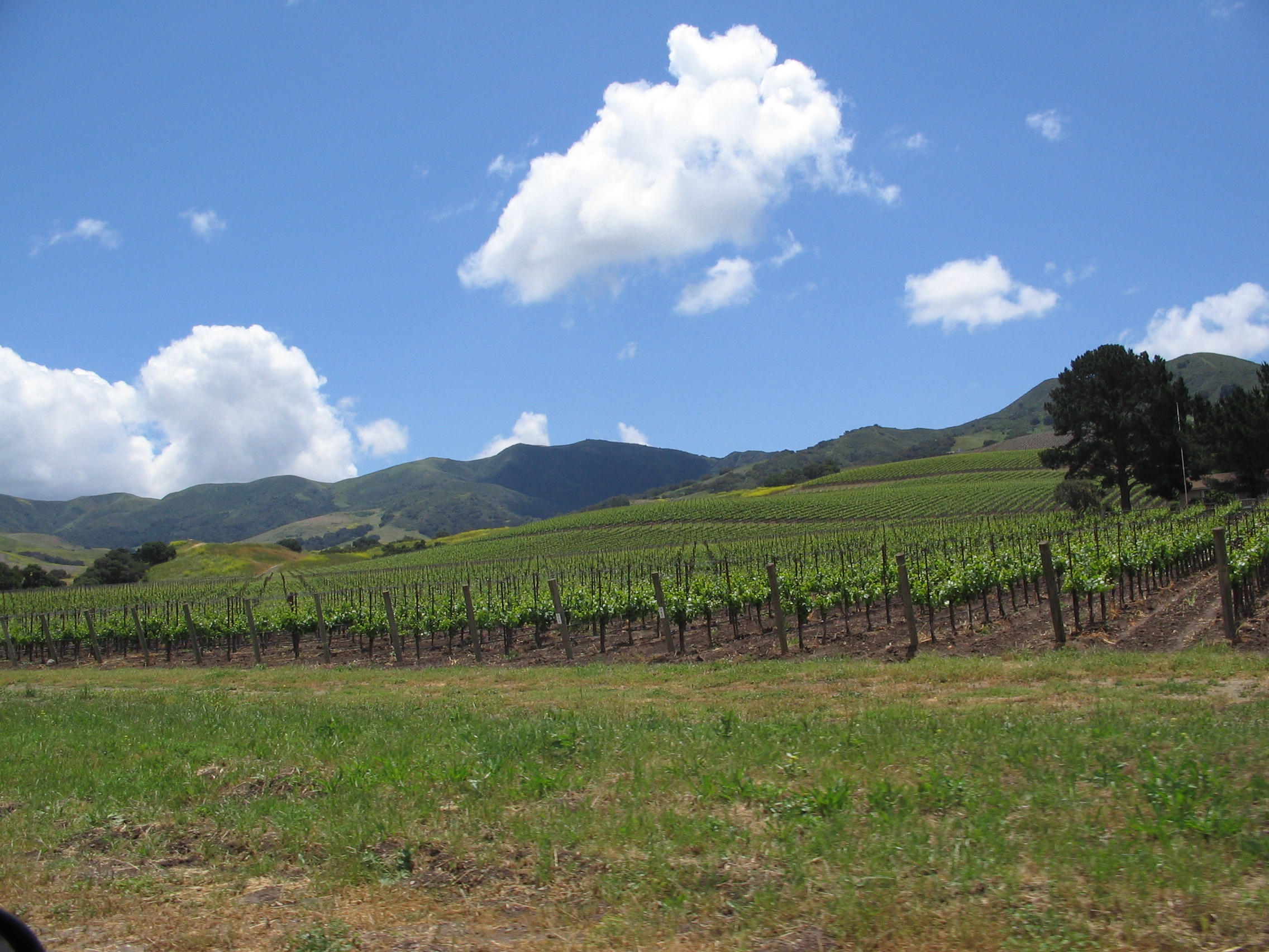 Santa Ynez Valley — illustration